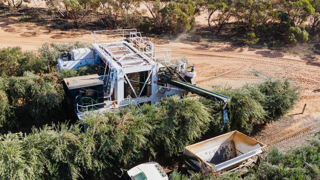 Shares in Cobram Estate soared after the olive oil producer revealed high production output. Picture: Supplied.