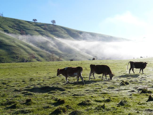 Myrtleford farmers are experiencing a green drought after the summer bushfires.