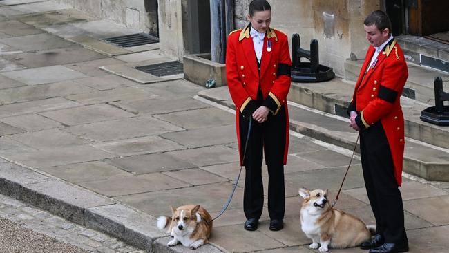 The Queen's corgis, Muick and Sandy, inside Windsor Castle waiting for the committal service at St George's Chapel. (Photo by Glyn Kirk – WPA Pool/Getty Images)