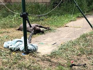 Bronx died after being tethered to a washing line in a backyard. His owner was heavily fined prohibited from owning animals for 4 years. Photo: RSPCA Queensland