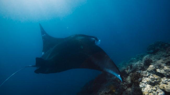 Red Cat Adventures is launching tours to Mackay Islands including Brampton, Cockermouth, Keswick, St Bees and Scawfell offering untapped access to amazing marine wildlife. Picture: Supplied