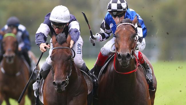 Big Duke, right, will have conditions to suit in the Chairman’s Handicap.