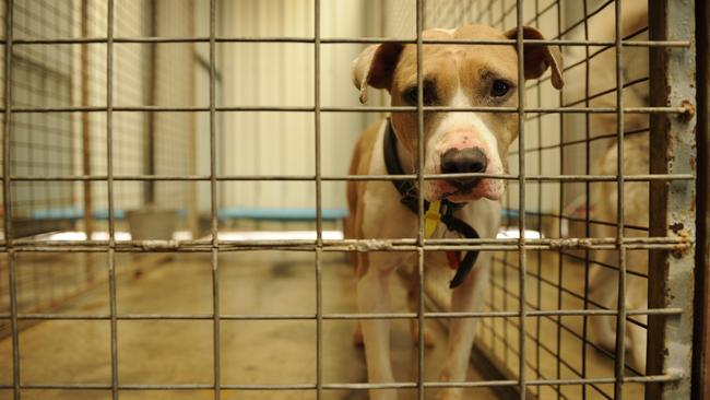 There has been much speculation about what would happen to the animals once the shelter closed.