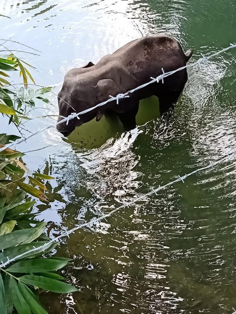 The elephant was found to be pregnant at the time of her death. Picture: Mohan Krishnan/Facebook