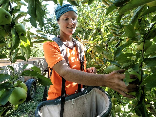 GOULBURN VALLEY ,AUSTRALIA 11 FEBRUARY 2016: Photo of Belgium backpacker Plaloe Miclotte picking fruits  in the Goulburn Valley on 11 February 2016 . PHOTO THE AUSTRALIAN  /LUIS ENRIQUE ASCUI