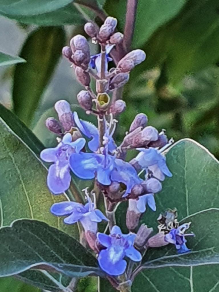 Vitex trifolia purpurea