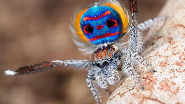 The Maratus specious variant. Peacock spiders are known for their distinctive colours and energetic mating dances. Picture: Jurgen Otto