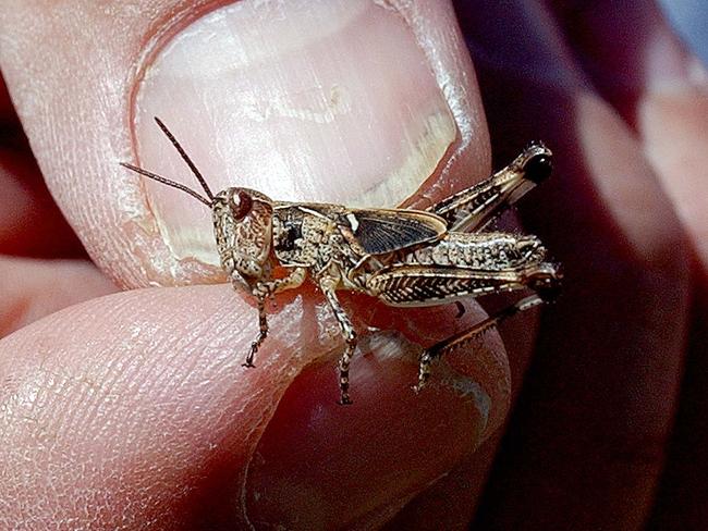 Landholders urged to lay into locusts now and not later