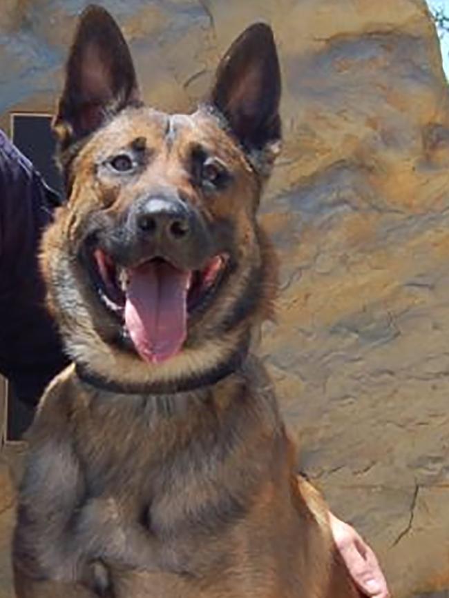 Bruce the police dog sniffed out an alleged burglar and bit him on the leg. 