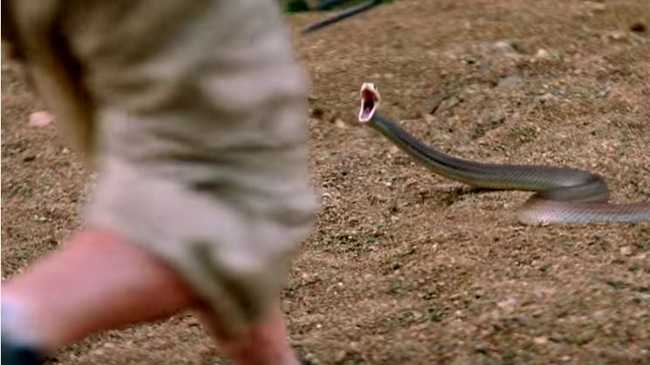 WATCH: Why the Coastal Taipan is such a deadly snake | The Courier Mail