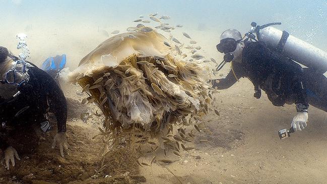 A lion’s mane jellyfish in the Seaway, Gold Coast. Picture: Ian Banks, Diving the Gold Coast