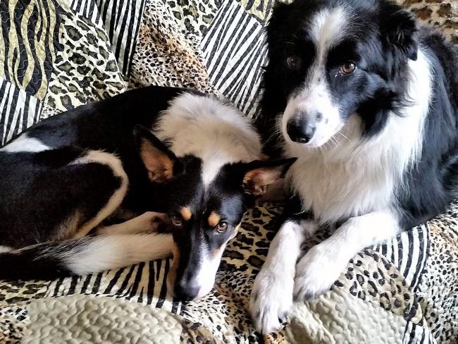 Pepper and Champ: As working dogs, these best buds are happiestwhen they have a job to do. Pepper competes intracking, lure coursing and disc dogs. Champ is areading dog with the Animal Welfare League’s SHARE program and volunteers for Blue Care.
