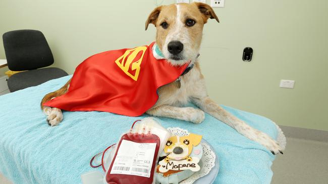 Mopane made her 15th blood donation at the U-Vet Werribee Animal Hospital. Picture: Norm Oorloff