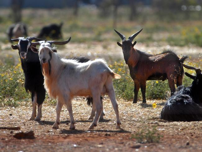 Sixty new jobs will be created when Western Meat Exporters opens its $9m abattoir expansion.