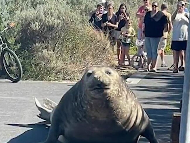 Henry the  seal has caused havoc  in Point Lonsdale this afternoon, loitering outside a local service station and smashing a window,  before drawing a crowd along the foreshore. .Picture: 9NEWS