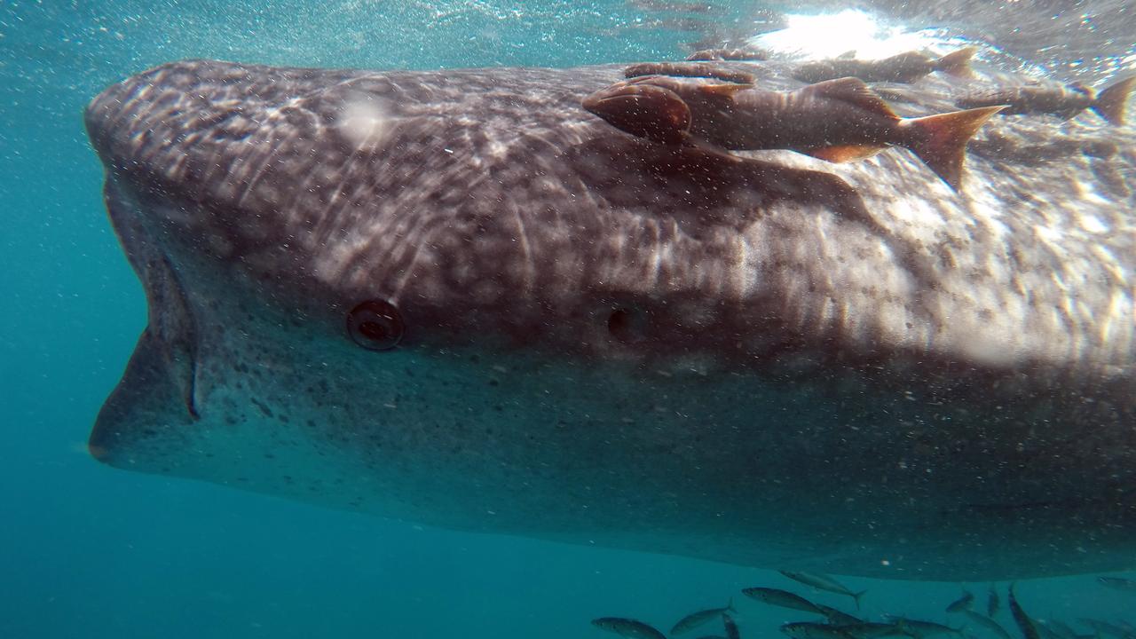 Swimmers must keep at least 3m between themselves and the whale shark.