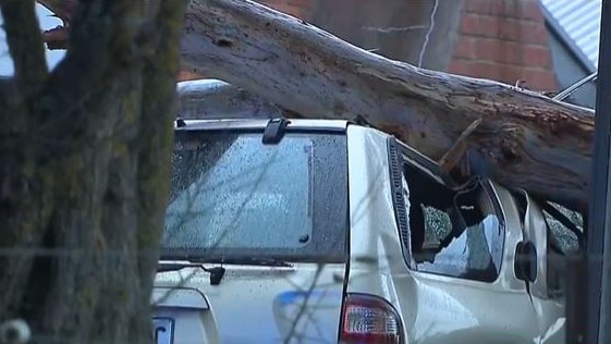 An arborist was scheduled to inspect the trees on the property over the weekend.