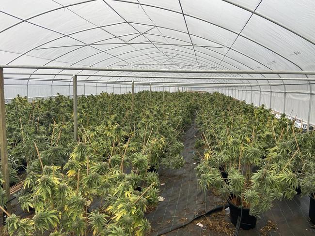 Police uncovered $40m worth of marijuana on a Boondooma property during a sting operation.