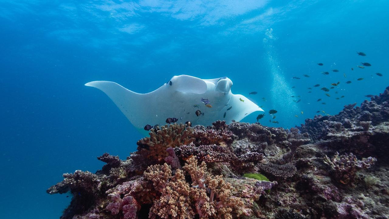 Lady Elliot Island located on Australia’s Southern Great Barrier Reef was recently voted the number one place to snorkel in the world. Picture: Ross Long