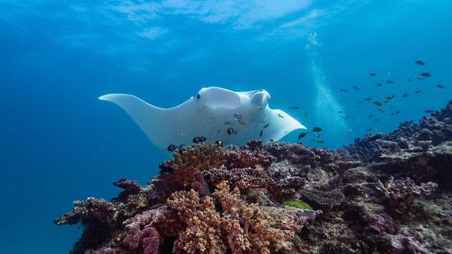 Lady Elliot Island located on Australia’s Southern Great Barrier Reef was recently voted the number one place to snorkel in the world. Picture: Ross Long