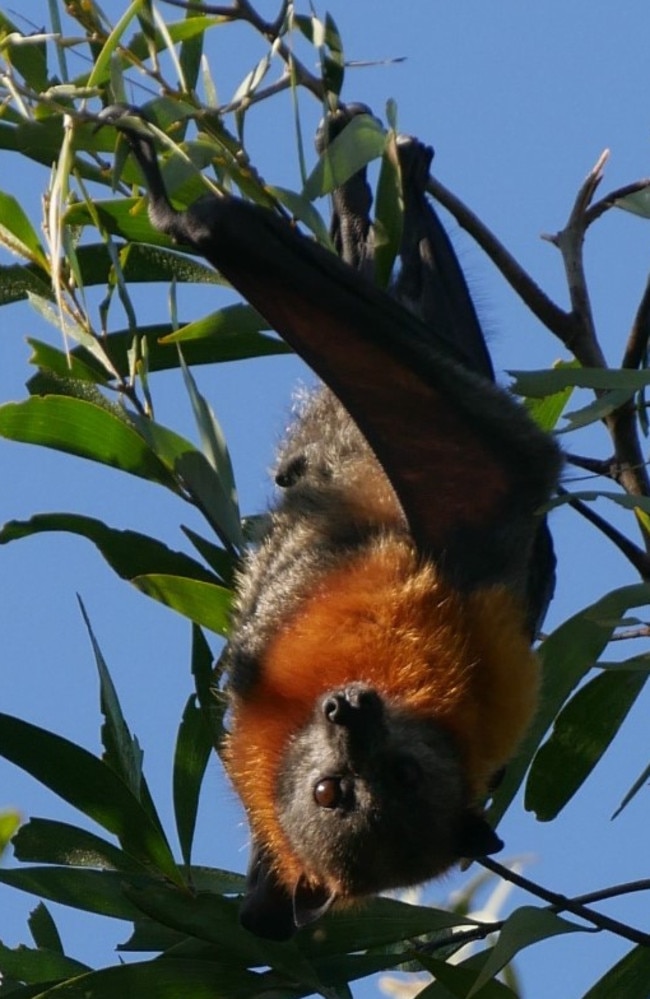 One of the bats in the colony. Picture: Facebook/Save Our Waterways Now