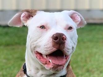 Suzy the American Bulldog. Photo Jordy Morton