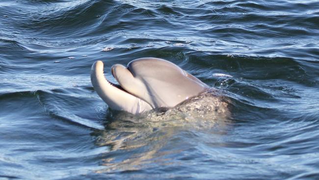 Hunter was euthanised in October. He was a special dolphin born with a deformed jaw that conservationists feared would make fishing and eating difficult for him. Despite this, he thrived and developed his own method of catching fish until he fell ill last month. Picture: Jenni Wyrsta