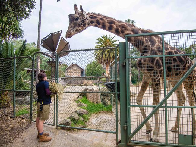 Georgie Greig prepares food for the giraffes. Picture: Jason Edwards