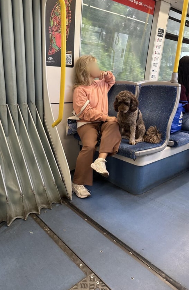 Two dog owners have sparked a social media storm after bringing their dogs onto a Sydney light rail service. Picture: Reddit