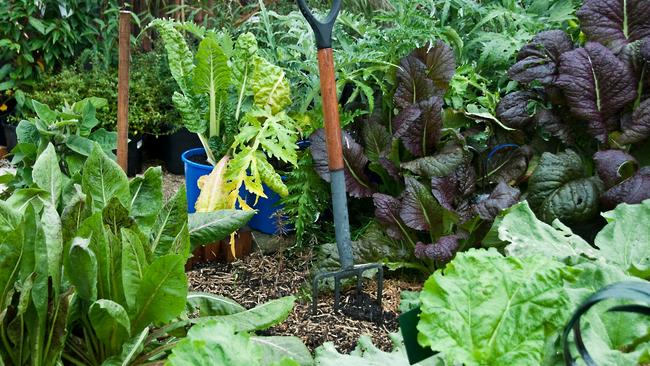 Crunch time: Get into your vegetable garden this month. Picture: Fawcett Media