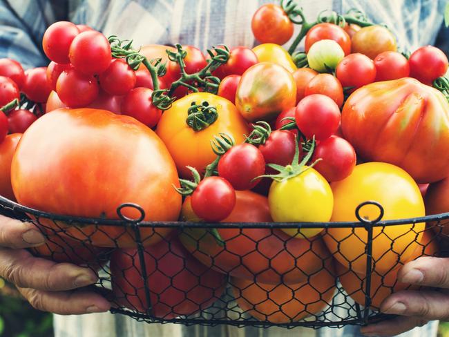 Colorful Organic Tomatoes in Farmers Hands. Fresh Organic Red Yellow Orange and Green Tomatoes in Basket.