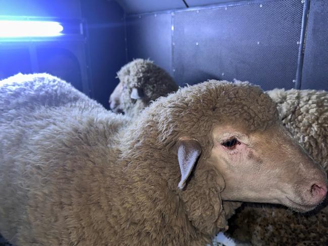 The pair of ewes were found near the intersection of Portrush Rd and Kensington Rd at Kensington about 6pm on Tuesday. Picture: SA Police