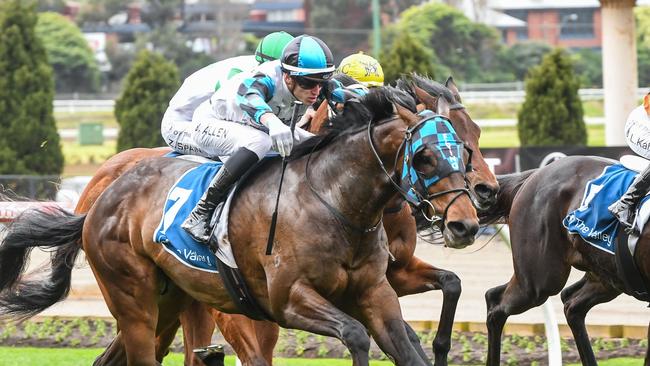 Scentify is a knockout chance in the Inglis Sprint at Flemington. Picture: Brett Holburt/Racing Photos via Getty Images