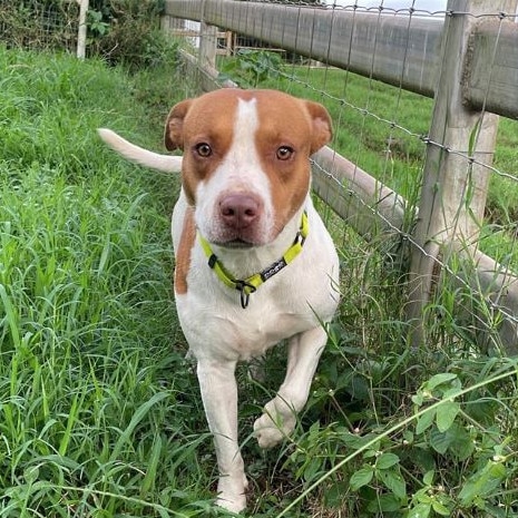 Optimus, Remote Animal Assistance FNQ. Photo: supplied