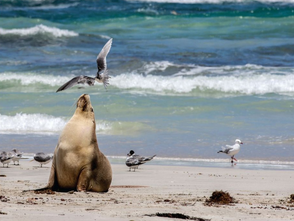 A day trip to Kangaroo Island is essential while you’re in Adelaide. Picture: Travello