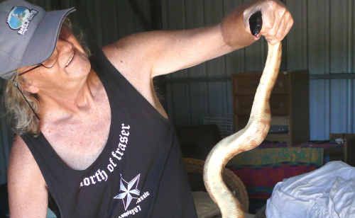 Steve Foster with a black-headed python he helped remove from an Agnes Water resident’s home. Picture: Contributed