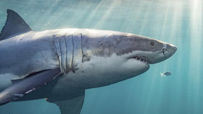 Surfer refuses to come in after shark alarm sounds at Shelly Beach ...