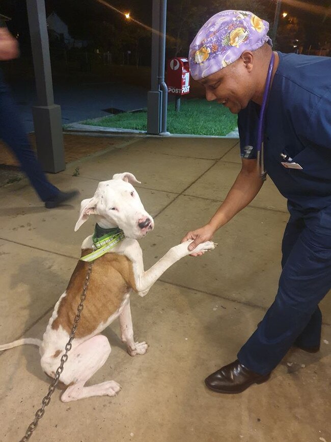 Chinchilla dog, Duke, receives care at a vet after being surrendered to volunteers with Gold Coast rescue group Kitt Kat Care. Picture: Kitt Kat Care/Facebook.