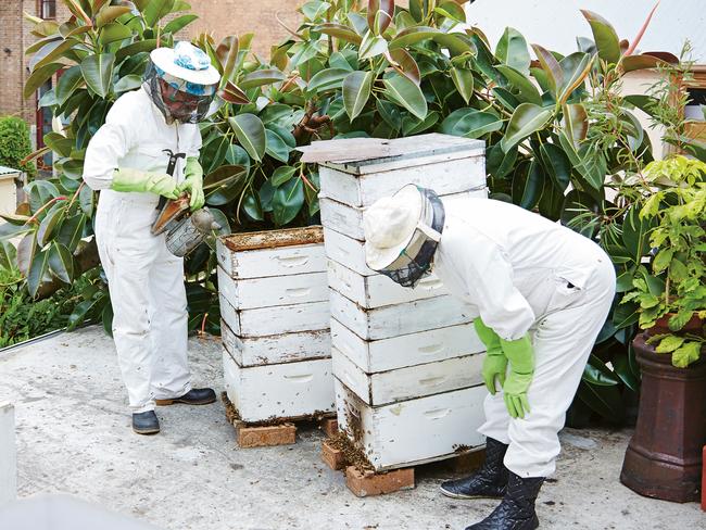 Beekeeping is trending. Picture: Cath Muscat