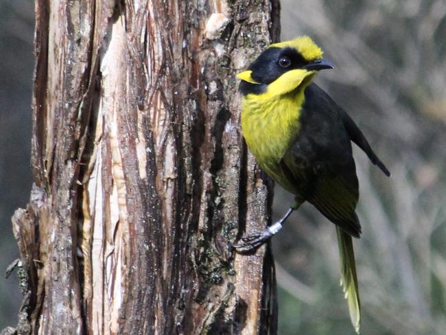 The helmeted honeyeater.