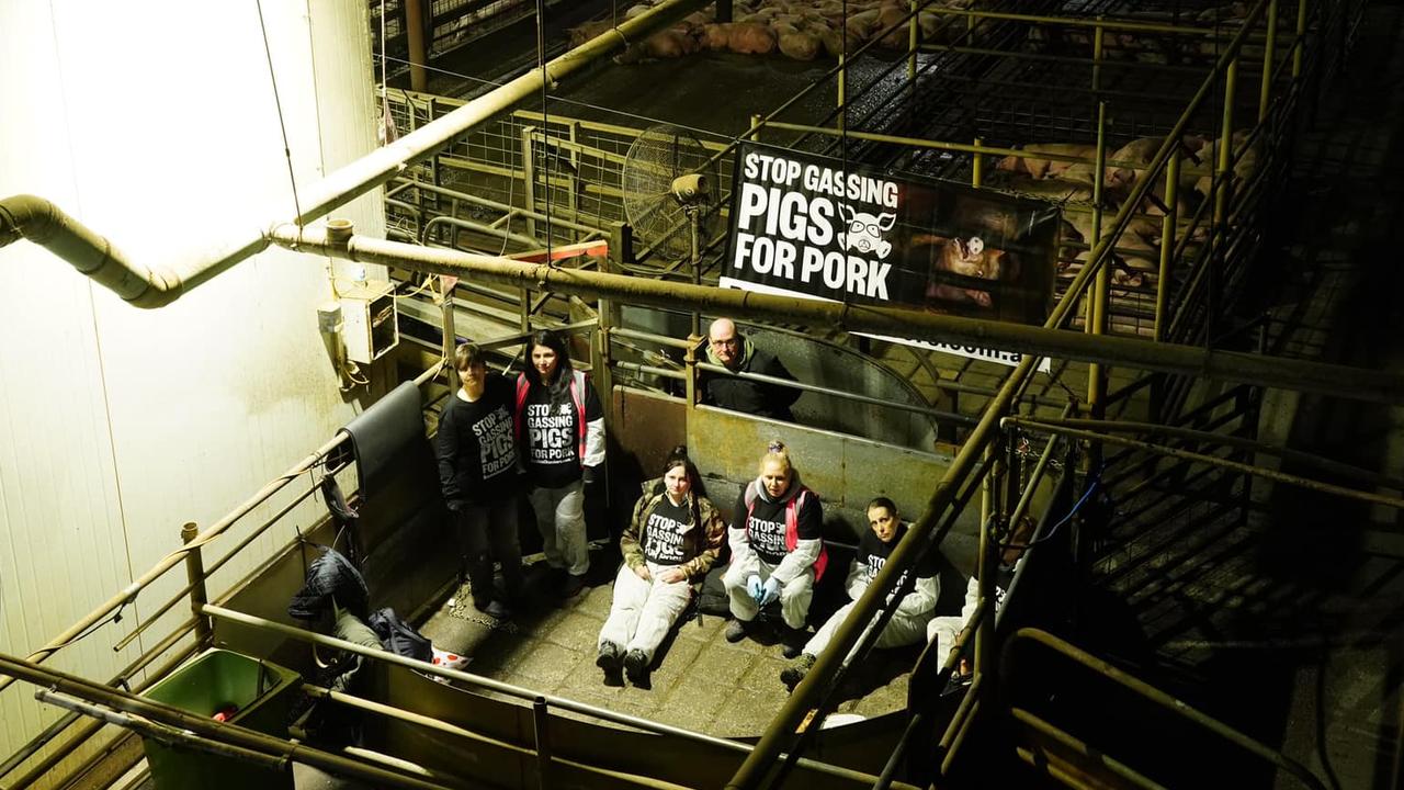 Activists inside the Benalla abattoir on Thursday morning. Picture: Farm Transparency Project / Facebook.