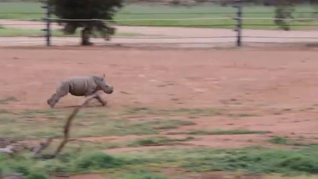 When Eshe was born: Rhino calf’s name revealed on World Rhino Day