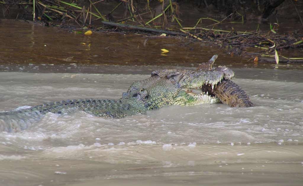 crocodile eating shark