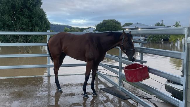 Far Too Easy after surviving deadly flood waters at Murwillumbah.