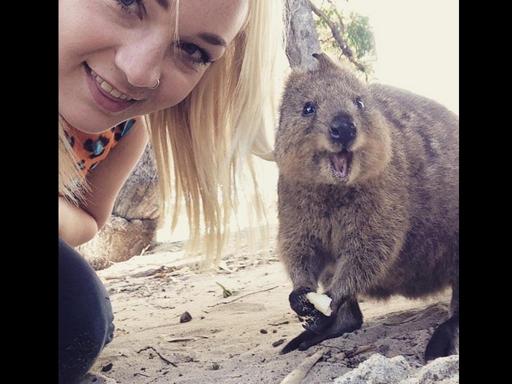 Quokka selfies | Australia's most instagrammable animal