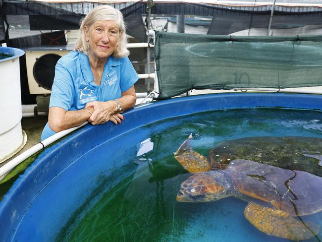 The Cairns Turtle Rehabilitation Centre has rescued a large Loggerhead turtle at Flynn Reef, after she was reported by dive operators to have been attacked by a shark. Cairns Turtle Rehabilitation Centre founder Jennie Gilbert is currently caring for the 60 year old Loggerhead Turtle, nicknamed Flynn, at the charity's eduquarium facility at James Cook University. Picture: Brendan Radke