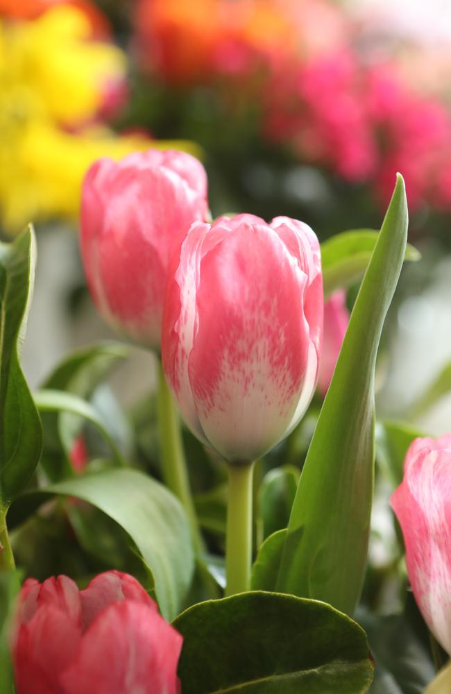 Flowers on Tedder have won best of the Gold Coast for florists. Photo by Richard Gosling