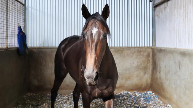 Trainer Nick Bishara says the owners are not putting Verry Elleegant first by taking her overseas. Picture: John Feder/ The Daily Telegraph.