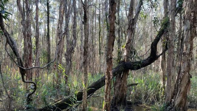 Bushland on the Greenridge site at Pimpama on the northern Gold Coast.