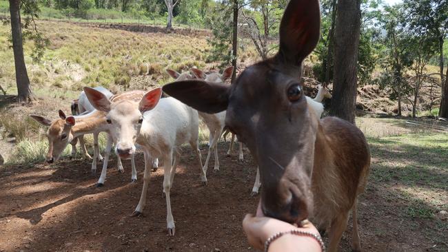 Meet Bambi at Kookaburra Park, where animal feeding is included with your glamping stay.